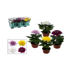 Растения в горшках.Хризантема плюс