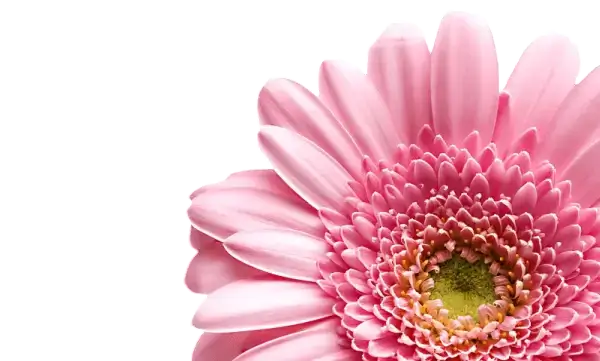 Сад и огород